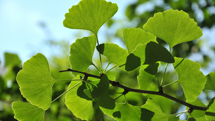 Ginkgo leaf medicinal plant.